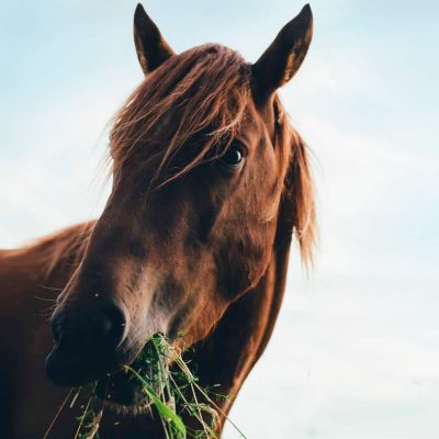 Horse-flowers-crop-2 Forage walks - Horse eating wild flowers and grass