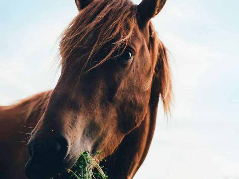 Horse-flowers-crop-2 Forage walks - Horse eating wild flowers and grass