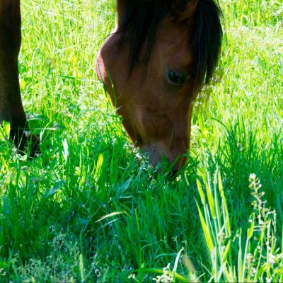 brown-stallion-on-a-meadow brown-stallion-on-a-meadow