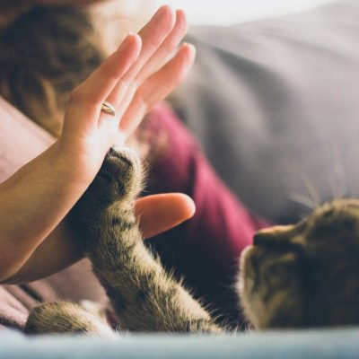cat-crop cat-crop