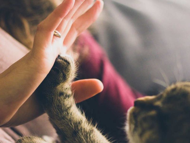 cat-crop cat-crop