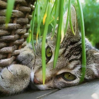 cat-herbs cat-herbs