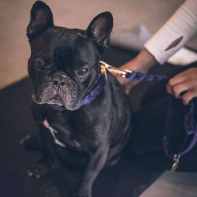 french-bulldog french-bulldog