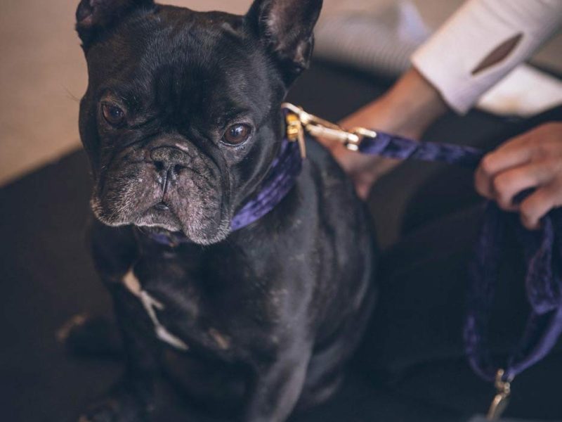 french-bulldog french-bulldog